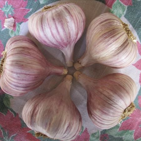 Duganski, Garlic Bulbs image number null